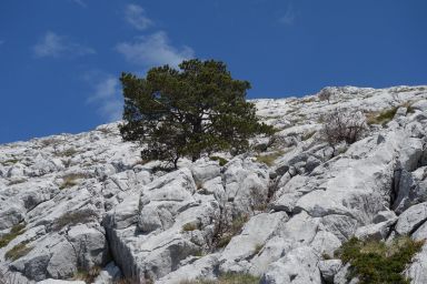 Biokovo na stazi Bukovac - Zec - Čorlina - Šćirovac