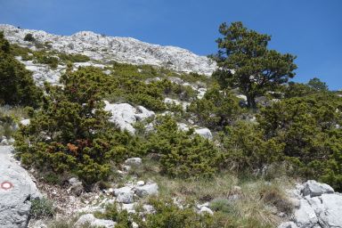 Biokovo na stazi Topići - Sveti Ilija