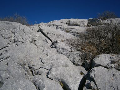 Grebenac u blizini izlaza na greben Mosora 1e